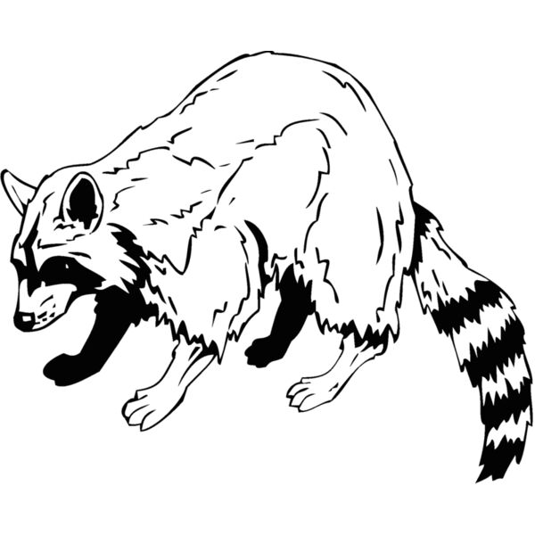 racoon Thumbnail