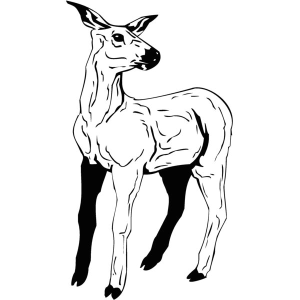 deer3 Thumbnail