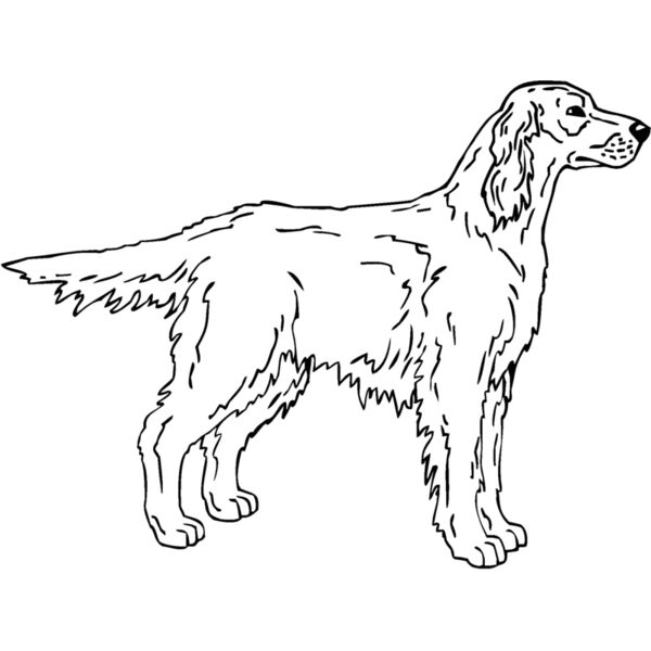 irish setter 2 Thumbnail