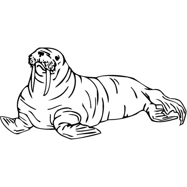 walrus Thumbnail