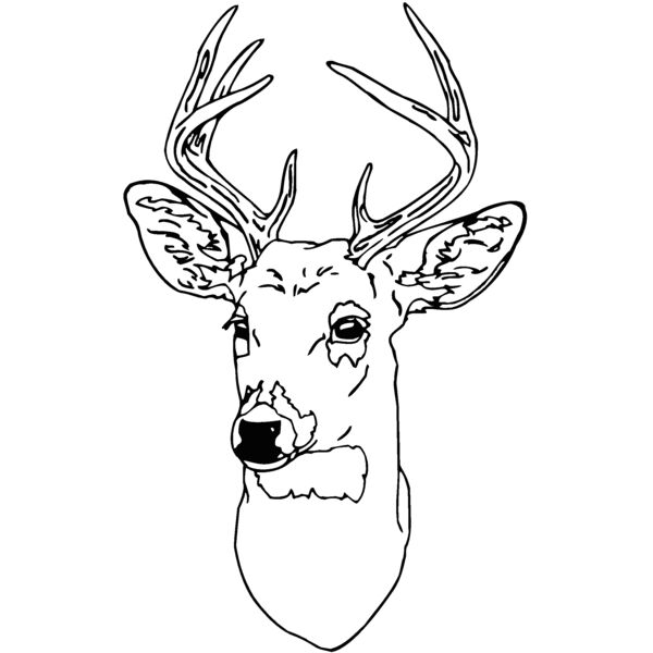 deer 6 Thumbnail
