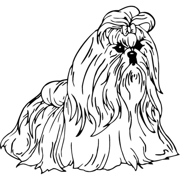 shih tzu Thumbnail