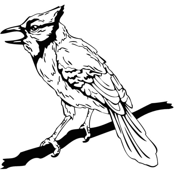 bluejay Thumbnail