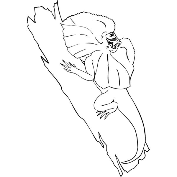 frilled lizard Thumbnail